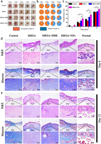 Figure 6 In vivo infected wound healing studies.