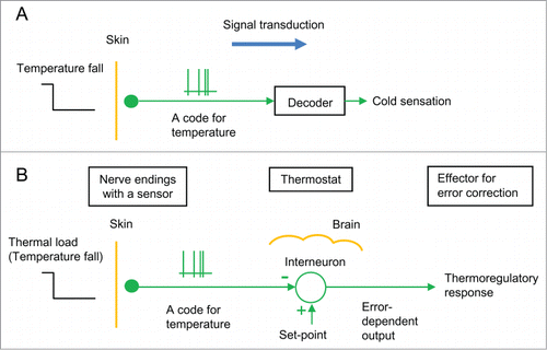 Figure 1. Classical models of the thermoregulatory system. (A) The thermosensory system. It is assumed that thermoreceptor in cutaneous nerve ending is a thermosensor that sends nerve impulses as a temperature code to the brain, where the code is somehow decoded as “cold sensation.” (B) A thermostat in the brain. It is assumed that a thermostat (interneuron) exists in the brain based on the view that a skin thermoreceptor is a sensor to monitor skin temperature. This model states that the thermostat compares skin temperature with a set-point, and the error dependent output induces thermoregulatory responses. A circle with 2 inputs (+ and −) shows a comparator of the thermostat.
