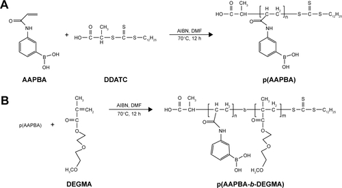 Scheme S2 The synthesis of p(AAPBA) and p(AAPBA-b-DEGMA) by RAFT polymerization.Notes: (A) Synthesis of p(AAPBA); (B) synthesis of p(AAPBA-b-DEGMA).Abbreviations: AIBN, 2,2-azo-bis-isobutyronitrile; DDATC, S-1-dodecyl-S′-(α,α′,-dimethyl-α″-acetic acid) trithiocarbonate; DEGMA, diethylene glycol methyl ether methacrylate; DMF, dimethyl formamide; p(AAPBA), poly(3-acrylamidophenylboronic acid); RAFT, reversible addition–fragmentation chain transfer.