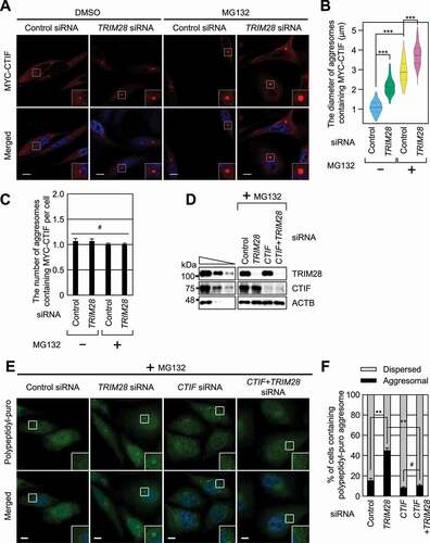 Figure 2. Downregulation of TRIM28 enhances the formation of aggresomes. (A–C) The effect of TRIM28 downregulation on the formation of aggresomes containing MYC-CTIF. HeLa cells either undepleted or depleted of TRIM28 were transiently transfected with a plasmid expressing MYC-CTIF. The cells were treated with either DMSO or MG132 before fixation. (A) Immunostaining of MYC-CTIF (red). Nuclei were stained with DAPI (blue). Scale bar: 10 μm; n = 3. (B) The diameter of an aggresome containing MYC-CTIF. Immunostained images in panel A were quantitated. More than 30 cells were analyzed from each of the three biological replicates. Statistical analysis was performed by one-way ANOVA with post hoc Tukey’s honestly significant difference test; ***, P < 0.00001. (C) The number of aggresomes containing MYC-CTIF per cell in panel A. Two-tailed, equal-sample variance Student’s t test was conducted to calculate the P values; #, not significant. (D–F) The effect of TRIM28 or CTIF downregulation on the formation of aggresomes containing polypeptidyl-puro. As performed in panels (A–C), except that HeLa cells depleted of TRIM28, CTIF, or both were treated with MG132 for 12 h and puromycin for 1 h before fixation. (D) Western blotting confirming specific downregulation of endogenous proteins. (E) Immunostaining of polypeptidyl-puro (green). Scale bar: 10 μm; n = 3. (F) Relative percentages of cells containing either an aggresome or dispersed aggregates of polypeptidyl-puro presented in panel (E). Two-tailed, equal-sample variance Student’s t test was carried out to calculate the P values; #, not significant; **, P < 0.01