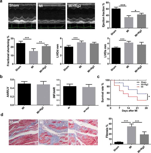 Figure 5. Rg2 suppresses cardiac function and myocardial fibrosis in mice after MI surgery. (a) Echocardiography indicated Rg2 increased cardiac function of mice (n = 6). (b) Rg2 had no effect on infarct size at 24 h after MI (n = 6). (c) Rg2 improved survival rate of MI mice during treatment stage. (d) Masson staining indicated Rg2 decreased MI-induced fibrosis (n = 6), scale bar = 20 μm. AAR: area at risk; INF: infarct size. *P < 0.05; **P < 0.01; ***P < 0.001 versus respective control.