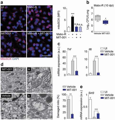 Figure 5. Administration of MIT-001 in mice led to a protective effect against Mabc-R infection. (a) WT BMDMs were infected with Mabc-R (MOI = 5) for 2 h in the presence or absence of MIT-001 (20 µM) and subjected to MitoSOX Red staining (Left, representative images; right, quantitative analysis). Scale bar, 50 μm. (b-e) WT mice (n = 5 each group) were left uninfected or infected intranasally with Mabc-R (1 × 107 CFU), prior to treatment with or without MIT-001 (30 mg/kg) and monitored at 10 days post-infection (dpi). Lung tissues were subjected to a (b) pulmonary CFU assay, (c) qRT-PCR analysis for cytokines/chemokines, (d) TEM analysis. Mitochondria with complete cristae are shown in a; swollen mitochondria with vacuolation in the cristae are shown in b. Right, Quantitative analysis of at least 8 EM images in the lung tissues from each group of mice infected intranasally with Mabc-R (1 × 107 CFU; n = 3 each group). The ratio of damaged mitochondria in total mitochondria was calculated quantitatively. Scale bars, 200 nm. (e) qRT-PCR analysis for Sirt3 mRNA expression. *P < 0.05, **P < 0.01, ***P < 0.001, n.s., not significant. One-way ANOVA (a right) or non-parametric test (b, c, d right and e). Data represent three independent experiments (a left and d), and values represent means (± SEM) from three or four independent experiments performed in triplicate (a right, b, c, and e).