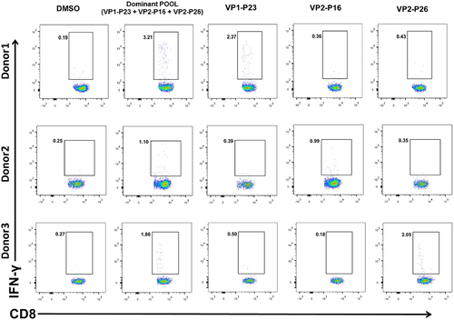 Figure 3. Specific CD8+ T-cell responses to the dominant peptides, identified through in vitro assays. PBMCs were treated with dominant peptides at 37°C for 1 h followed by bulk in vitro culture of specific CD8+ T cells for 10 d. Results are representative of three independent experiments. Representative FACS plots of dominant responses are presented.