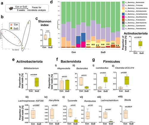 Figure 3. Guar gum fed mice displayed shift in gut microbiota enriching Actinobacteriota.