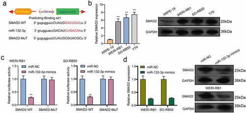 Figure 6. SMAD2 acted as a target of miR-132-3p. (a) The sequences of SMAD2 and miR-132-3p within SMAD2 3ʹ-UTR, including wild-type and mutant. (b) the mRNA and protein levels of SMAD2 were increased in RB cells. (c) Relative luciferase activity of WERI-RB1 and SO-RB50 cells after co-transfection with wild type (wt) or mutant (mut) SMAD2 3ʹ-UTR reporter genes and miR-132-3p mimics. (d) Overexpression of miR-132-3p suppressed the expression of SMAD2. **p < 0.01, *p < 0.05