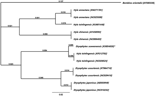 Figure 1. Neighbour-Joining Tree using all complete mitogenome sequences available for the sister-genera Hyla and Dryophytes, with B. orientalis as an outgroup. The asterisk indicate the individual sampled in this study. Branch labels are substitutions per site.