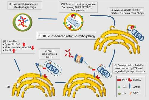 Figure 9. Summary cartoon. Schematic diagram summarizing the results. Under conditions of stress, when the levels of AMFR are high, loss of OMM proteins destabilizes the mitochondria. RETREG1 interacts with OPA1 (at the IMM) and utilizes its LIR motif to assemble a phagophore around the mitochondria. Excess AMFR also gets degraded along with the “mitoplasts” at the lysosomes by this specialized “reticulo-mito-phagy” process