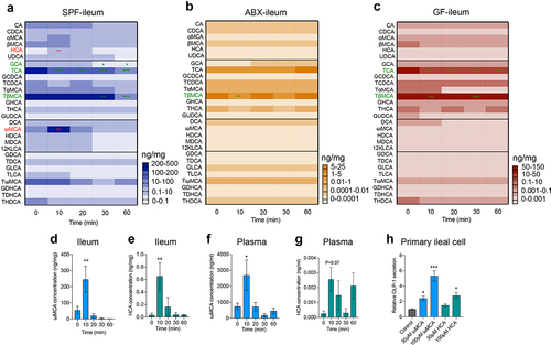 Figure 3. Gut microbiome depletion eliminates the changes of specific bile acids in response to olive oil. (a-c) Heatmap showing the changes in 28 bile acids after olive oil gavage in the ileum of SPF (a), ABX (b) and GF (c) mice (n = 5-6/time point/group). (d-g) Changes in ωMCA and HCA after olive oil gavage in the ileum (d, e), and plasma (f, g) of SPF mice (n = 5-6 per time point). (h) The effect of ωMCA and HCA on GLP-1 secretion in primary ileal cells isolated from SPF mice (n = 3 per group). Data are shown as mean ± SEM. *P < .05, **P < .01, ***P < .001, vs. 0 min or control. Statistical significance was determined by one-way ANOVA with the Dunnett’s posttest. Abbreviations: ωMCA: ω-muricholic acid; HCA: hyocholic acid.