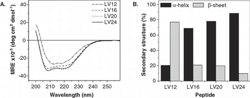 Figure 3.  Secondary structure of LV-peptides with different hydrophobic length in liposomal membranes determined by CD spectroscopy. (A) The curve shapes of the CD spectra recorded at at P/L ≈ 0.01 indicate α-helical structures for LV16, LV20, and LV24 and a predominating β-sheet for LV12. Curves are averaged from 2–5 independent measurements. (B) Deconvolution of the spectra quantitates helix and sheet contents. The remaining secondary structure is accounted for by random coil and turn elements.