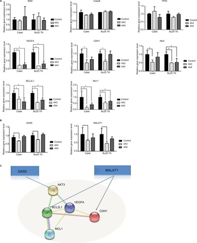 Figure 4 Gene expression.Notes: (A) Evaluation of response due to treatment with 4A3 and 4A4 at 24 hours. (B) Gas5 and MALAT1 expression level for same treatment scenarios. (C) String network for the transcripts with altered expression level. Data are generated using default settings (medium confidence of 0.4). *P≤0.05.