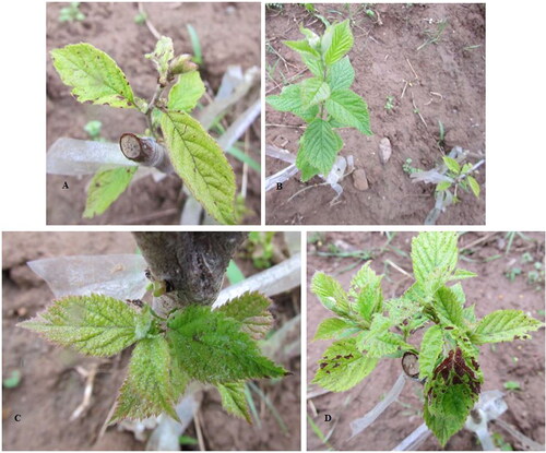 Figure 2. Symptoms on Prunus tomentosa induced by PNRSV isolates: (A) interveinal chlorosis and marginal necrosis caused by PN1; (B) suppressed growth (right) caused by PN10; healthy control (left); (C) necrotic spots caused by PN11 and (D) interveinal chlorosis and necrotic spots caused by PN15.