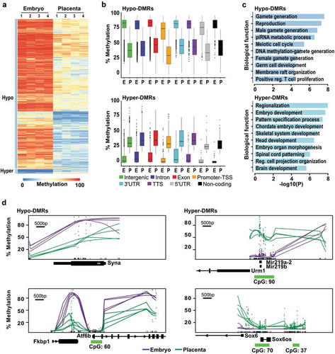 Figure 2. Genome-wide methylation asymmetry across genomic features between E10.5 embryo and placenta. Analyses of genome-wide DNA methylation sequencing results for the embryo (n = 4) and placenta (n = 4) samples. (a) Heatmap representation of DNA methylation levels for the 20 000 tiles with the most variable levels between embryo and placenta (DNA methylation variance >20% and p <0.05). (b) Box-plots representing DNA methylation distribution in embryo and placenta for the different genomic annotation regions (intergenic, intron, exon, promoter-TSS, 3'UTR, TTS, 5'UTR, and non-coding). (c) Summary of biological functions associated with promoter regions in Hypo- and Hyper-DMRs (n = 1 152 and n = 182 unique promoters, respectively). (d) Examples of smoothed methylation profiles (BSmooth tool) in regions with lower methylation profiles (Syna and Atf6b) or higher methylation profiles (Mir219a-2/Mir219b, and Sox6) in the placenta. Green dashes represent the position of CpG islands.