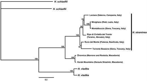 Figure 11. MRBAYES consensus 16S+COI tree of Helix straminea. Numbers at nodes are posterior probabilities