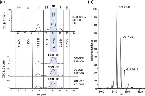 Figure 4. Isoform-specific measurements of deamidation and isomerization. (a) In order to measure the relative abundance of total amounts of asparagine deamidation and aspartic acid isomerization we plotted an extracted ion chromatogram (XIC) of 20 ppm for the most abundant charge state of G0F/G0F (27+, m/z = 5484.50). Partial peak areas were determined manually and the G0F/G0F isoform at the main peak was measured to be 63.21% of the total abundance. An adjusted XDC area was calculated by multiplying the main peak fraction (*) by the XDC total area under the curve for the top 3 glycoforms. (b) Raw MS spectrum averaged across the main peak shows 27+ charge state with top 3 glycoforms labeled.