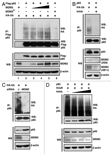 Figure 5. Ubiquitination of p65RelA by endogenous MDM2. (A) Ubiquitination-defective MDM2 mutant G448S/C449A inhibits ubiquitination of p65RelA by endogenous ubiquitin ligases. H1299 cells were transfected with combinations of plasmids producing the indicated proteins (Flag-p65, 1 μg; MDM2, 0.1, 0.2 or 0.5 μg; MDM2* [= MDM2 G448S/C449A], 0.5 μg; HA-Ubiquitin, 3 μg). Twenty-four h after transfection, cells were treated as described in the legend to Figure 1B, and Flag-p65 was immunoprecipitated with anti-Flag monoclonal antibody from denatured cell extracts. The levels of HA-ubiquitination and of protein expression were determined by standard western blotting using the antibodies directed against the indicated proteins. (B) Correlation of the level of expression of endogenous MDM2 with the HA-ubiquitination of p65RelA upon treatment of cultures with small-molecule MDM2 inhibitors. Cultures of H1299 cells were transfected for 24 h with plasmids expressing p65RelA (3 μg) and HA-ubiquitin (3 μg). Cells were then either mock treated or treated with a cocktail of inhibitor I (200 μM) and inhibitor II (5 μM) for 24 h, and were finally exposed to the proteasome inhibitor MG132 (10 μM) for 4 h. Note that the low levels of endogenous MDM2 (H1299 cells are p53-deficient), as detected by the MDM2 antibodies 3G9 and 4B11, decreased further after drug exposure. Immunoprecipitation of p65RelA and the detection of HA-ubiquitination and protein expression were again done as outlined in the legend to Figure 1B. (C) siRNA recognizing MDM2 transcript but not scrambled control siRNA caused a knockdown of MDM2 expression and concomitantly, cessation of HA-ubiquitination of endogenous p65RelA. H1299 cells were transfected with HA-ubiquitin producing plasmid for 24 h, and were then RNAi-fected with the indicated siRNAs (c = control; mdm2) for further 24 h. Finally, cells were treated with MG132 (10 μM) for 4 h and were subjected to p65RelA immunoprecipitation as before. Proteins were detected with the indicated antibodies in standard Western immunoblottings. (D) Linking of monoubiquitination-proficient ubiquitin moieties to p65RelA by endogenous ubiquitin ligase is reduced in the presence of MDM2 inhibitors. H1299 cells were transfected with plasmids producing p65RelA and ubiquitin mutant K3xR (K29,48,63R) impaired for polyubiquitination for 24 h, and were then treated with MG132 (10 μM) as well as, where indicated, with increasing quantities of MDM2 inhibitors I (50, 125, 250 μM) and II (1, 2.5, 5 μM) for another 4 h. Analysis of ubiquitination was as in B. IP, immunoprecipitation; WB, western blot.