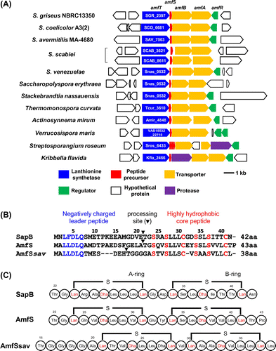 Fig. 1. Schematic representation of the class III lantipeptide biosynthetic gene clusters in Streptomyces and related bacteria and the amino acid sequences of the precursor AmfS.