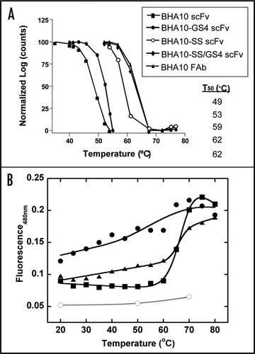 Figure 4 Characterization of stability-engineered BHA10 scFvs. (A) Binding activity of wild-type BHA10 scFv, stability-engineered BHA10 scFvs, and BHA10 FAb to LTβR was measured following thermal challenge. Binding profiles are normalized to 100% maximum binding. The temperature at which 50% binding activity is retained (T50, °C) is indicated. Samples were assayed in duplicate. (B) Temperature-dependent binding of the hydrophobic dye ANS to BHA10 scFvs. PBS, (○); wild-type BHA10 scFv (containing (Gly4Ser)3 linker), (●); BHA10-GS4 scFv (▴); and BHA10-SS/GS4 scFv (▪).