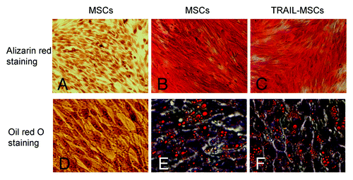 Figure 3. Differentiation potential of the TRAIL-MSCs. Without osteogenic induction, MSCs weren’t stained by alizarin red (A, as negative control). Whereas following osteogenic induction for 2 weeks, matrix mineralization was revealed by alizarin red staining in untransduced MSCs (B, as positive control) and TRAIL-MSCs (C, × 200). Similarly, lipid droplets weren’t detected in MSCs without adipogenic induction (D, as negative control). After 2 weeks of adipogenic induction, lipid droplets were stained by oil red O in untransduced MSCs (E, as positive control) and TRAIL-MSCs (F, ×400).