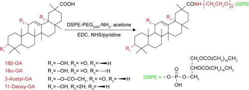 Figure 2 Synthesis of GA derivative-modified DSPE-PEG.Notes: DSPE-PEGylated GA derivatives were synthesized by grafting the carboxyl group of GA onto the amino group of aminated DSPE. EDC, NHS and pyridine were used as catalysts.Abbreviations: GA, glycyrrhetinic acid; DSPE, distearoyl-phosphatidylethanolamine; PEG, polyethylene glycol; EDC, 1-Ethyl-3-(3-dimethylaminopropyl) carbodiimide hydrochloride; NHS, N-hydroxysuccinimide.