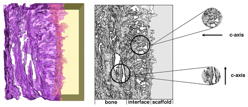 Figure 7. Electron tomograms indicating the orientation of HA crystallites in bone parallel to the HA surface, while crystallites precipitated at the scaffold interface are perpendicular to the surface. Reproduced with permission from reference Citation72.