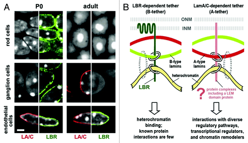 Figure 1. Heterochromatin clusters internally in the absence of peripheral tethers. (A) Temporal expression of LBR and lamin A/C in mouse retinal tissues. Tissues were stained simultaneously for lamin A/C (LA/C, red), LBR (green) and DNA (white, DAPI staining, where heterochromatin stains brightest). The distribution of one peripheral stain combined with DAPI is shown in each half-panel. Rod and ganglion cells express only LBR at stage P0; in adult tissue, ganglion cells have switched to lamin A/C (middle row) while rod cells uniquely express neither tether protein and exhibit the inverted nuclear architecture (top row). Endothelial cells express LBR and lamin A/C at both stages of development (bottom row). Scale bar = 2 µm. (B) Models for lamin A/C and LBR tethering of peripheral heterochromatin. Chromatin/DNA binding by lamins is indicated by dotted circles to show that lamins are not sufficient for heterochromatin tethering. From Solovei et al.Citation4 with permission from Elsevier.