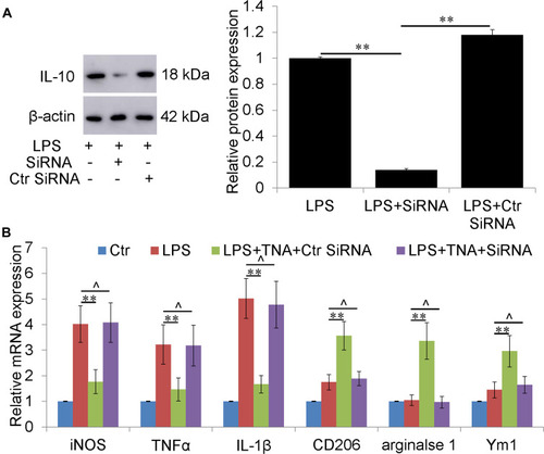 Figure 6 TNA treatment upregulated IL-10, not IL-4 and IL-13 in vitro. (A) TNA treatment significantly increased IL-10 mRNA level than that in LPS group. No significant changes of IL-4 and IL-13 were found. (B) Western blots for IL-4, IL-10, IL-13 and β-actin. TNA treatment upregulated IL-10 protein about 2.3 folds than that in LPS group. IL-4 and IL-13 were not significantly changed (**P<0.01).