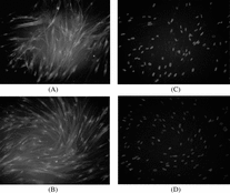 Figure 2 Immunofluorescence localization of S-100 (A) and GFAP (B) in differentiated MSCs, and the corresponding nuclei counterstained with DAPI (C and D). The red region in cell body was the positive reaction region (100×).