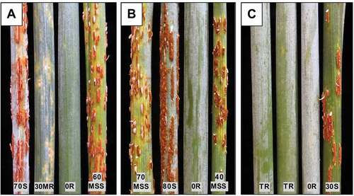 Fig. 1 (Colour online) Adult plant response types on stems of the triticale cultivars Coorong, Kiewiet, Satu, and the bread wheat variety Line 37–07 (left to right) 16 days post-inoculation, to pathotypes (a) UVPgt62, (b) UVPgt56 and (c) UVPgt60 of Puccinia graminis f. sp. tritici, respectively