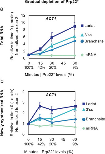 Figure 5. RNA Analysis in a time course of a more gradual Prp22 depletion. Prp22 was depleted in strain PADH1-409-TIR1, in which OsTIR1 is expressed to low levels[Citation23] so the Prp22 level declines neither as far nor as fast as in the other figures. Splicing intermediates of ACT1 were analysed by RT-qPCR from total RNA (a) and 4tU-labelled (labelled for 4 min at each time of depletion) newly synthesized RNA (b). Data are normalized to exon 2 and relative to no depletion (time 0). Relative levels (%) of Prp16 protein are in X-axis below minutes. Error bars denote standard error of biological triplicates.