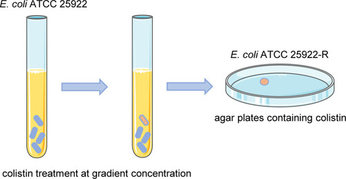 Figure 1 Flow chart of colistin resistant strain induction assay. Colistin concentration was started at one-half MIC of E. coli ATCC 25922, doubling every 24 hours until bacterial growth was completely inhibited. Cultures were plated on MH agar plates and the resistant colony was named E. coli ATCC 25922-R.