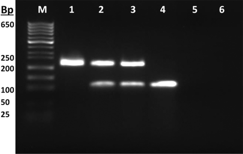 FIGURE 3 Agarose gel electrophoresis of PCR product M: marker; 1: beef positive template control, 223 bp; 2&3: samples contain beef and pork, 223&111 bp; 4: pork positive template control, 111 bp; 5 and 6: negative template control for beef and pork, respectively.