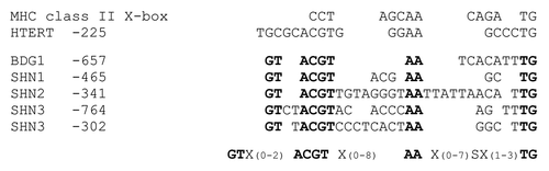 Figure 2. Putative X-box-like sequences in BDG1 and SHINE promoters. The X-box sequence in MHC class II promoters and the X-box-like sequence preceded by the overlapping E-box within the hTERT promoter are shown in comparison to sequences identified in the BDG1, SHN1, SHN2, and SHN3 promoters. A consensus sequence matching the depicted Arabidopsis sequences is given at the bottom. Highly conserved residues include the ACGT sequence. This sequence is part of the human E-box and resembles the core sequence of the ABA response element (ABRE).Citation20 The conserved AA and TG nucleotides were among the five residues that were shown to cause diminished NFX1–91 binding to the hTERT promoter when being mutated.Citation15 X: any nucleotide. S: C or G.