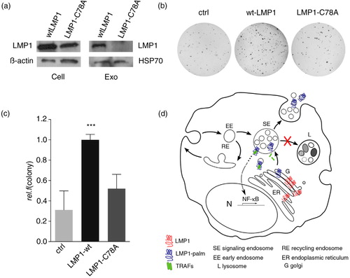 Fig. 4.  Palmitoylation controls LMP1 transformation capacity. (a) Western blotting analysis on LMP1 protein levels in wtLMP1 or LMP1-C78A transfected HEK293 cell and exosome lysates; β-actin and HSP70 as loading controls. (b, c) Soft-agar assay for anchorage-independent growth of HEK293 cells transfected with wtLMP1, LMP1-C78A, or GFP control (ctrl) construct. Error bars represent s.e.m.; n>3. (d) Hypothetical model showing that newly synthesized LMP1 (blue) assembles with CD63 in the ER; traffics to the Golgi (G), where it is palmitoylated (red); and buds off in CD63-positive transport vesicles that form or assemble at limiting membranes of signalling endosomes (SEs). Whereas palmitoylation targets LMP1 to SE membranes, non-palmitoylated LMP1 is retained in the ER–Golgi region. Wild-type LMP1 recruits TRAF2, and the activated signalling complexes accumulate at endosomal membranes activating NFκB. Upon LMP1 sorting into the intra-luminal vesicles, LMP1 is then secreted via exosomes while TRAF2 dissociates and is presumably left behind in the cytosol.