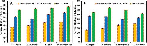 Figure 9 Biofilm inhibition performance of the synthesized VB-Au NPs against the (A) bacterial (p < 0.006) and (B) fungal strains (p < 0.004) in comparison to Viola betonicifolia leaves extract and CH-Au NPs.