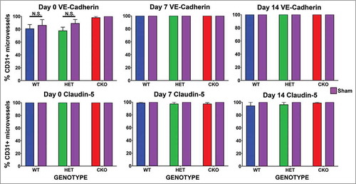 Figure 9. Quantitative expression of VE-Cadherin and claudin-5 during the immediate acute and recovery phases following crush injury. Bar histograms of mean % of CD31+ endoneurial microvessels expressing VE-Cadherin and claudin-5 on days 0, 7 and 14 following sciatic nerve crush injury show no differences between crush-injured GDNF WT (blue histograms), HET (green histograms) and CKO (red histograms) nerves and their Sham surgery control (purple histograms) nerves, or differences in expression between GDNF WT, HET and CKO mice at the different time points studied. These data imply that neither VE-Cadherin nor claudin-5 regulation is associated with the initial injury or the observed GDNF-mediated restoration in BNB macromolecular permeability function following non-transecting sciatic nerve crush injury in mice. N = 12 mice per time point, and N.S. indicates not significant.