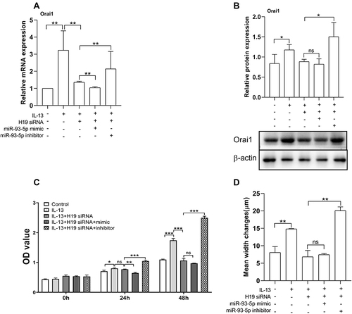 Figure 5 miR-93-5p mediated the effects of H19 on Orai1 expression, and the proliferation and migration rates of hBSMCs. In vitro cultured hBSMCs were transinfected with H19-specific siRNA with or without miR-93-5p mimic or inhibitor under stimulation with IL-13 (10 ng/mL). (A) Relative mRNA expression of Orai1 compared with control (without IL-13 and transfection). (B) Relative protein expression of Orai1 under different treatments, β-actin was used as internal control. (C) Proliferation rates of hBSMCs after 24 h and 48 h with different treatments as indicated. (D) Migration rates of hBSMCs under different treatments as indicated. *P<0.05; **P<0.01; ***P<0.001. n=3 for each experiment.