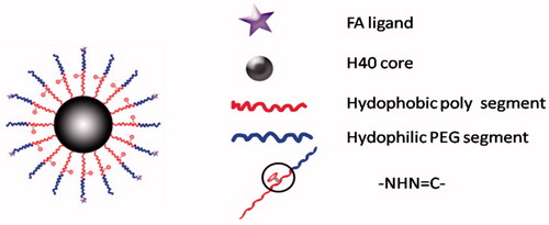 Figure 3. Schematic structure of the H40-P (LA-DOX)-b-PEG-OH/FA copolymer.