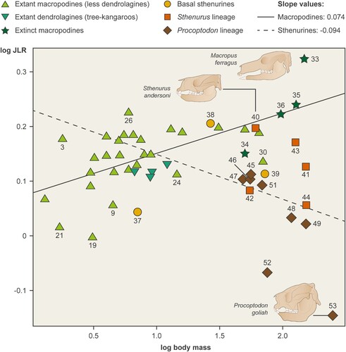 FIGURE 3. Scaling of log jaw length ratio (JLR) against log body mass. Macropodines scale positively with slope 0.074 and sthenurines scale negatively with slope –0.094. Difference in slopes is highly significant (p = 0.0012). The numbers identifying the taxa are as follows (only extinct taxa and outlier extant taxa are identified here). Extant outliers: 3 = Dorcopsulus vanheurni, 9 = Petrogale brachyotis, 21 = Lagorchestes hirsutus, 24 = Wallabia bicolor, 26 = Notamacropus eugenii, 30 = Osphranter rufus. Extinct taxa: 33 = Macropus ferragus, 34 = Nombe nombe (protemnodontid), 35 = Protemnodon sp., 36 = Protemnodon brehus, 37 = Wanburoo hilarus, 38 = Rhizosthenurus flanneryi, 39 = Hadronomas puckridgi, 40 = Sthenurus andersoni, 41 = Sthenurus atlas, 42 = Sthenurus murrayi, 43 = Sthenurus tindalei, 44 = Sthenurus stirlingi, 45 = Metasthenurus newtoni, 46 = Simosthenurus baileyi, 47 = Simosthenurus maddocki, 48 = Simosthenurus occidentalis, 49 = Procoptodon baileyi, 50 = Procoptodon browneorum, 51 = Procoptodon gilli, 52 = Procoptodon pusio, 53 = Procopotodon goliah. Figure by www.sciencegraphicdesign.com.