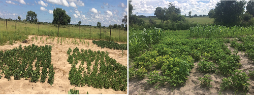 Figure 2. Part of the experimental plot layouts showing some of the crops at the gunotsoga (left) and mogotho (right) locations. The early and late maturing varieties of maize, cowpea and sorghum were placed in a RCBD setup.