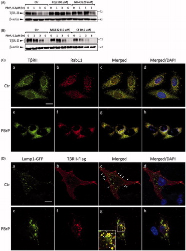 Figure 7. PBrP induces TβRII turnover through the late endosome–lysosome pathway and is impaired by lysosome inhibitors. Mv1Lu cells grown in 0.2% of FBS-containing DMEM were incubated with PBrP (0.5 μM) with chloroquine (100 μM) or NH4Cl (20 mM) (A) for 1, 3 and 6 h or MG132 (20 μM) and carfilzomib (0.5 μM) (B). Subsequently, the cell lysates were subjected to SDS-PAGE, and TβRII expression was analysed through Western blotting and quantified through densitometry. (C) TβRII was enriched in the Rab11-positive endosomal compartment in PBrP-treated cells. Mv1Lu cells were treated with 0.5 μM of PBrP for 1 h in low-serum DMEM. Endogenous TβRII and Rab11 were visualised through immunofluorescence staining using Alexa Fluor 488- and 594-conjugated secondary antibodies, respectively. (D) TβRII was internalised and directed into lysosomes in PBrP-treated cells. HEK293 cells transiently co-expressing TβRII-flag and Lamp-1-GFP were treated with 0.5 μM of PBrP for 2.5 h in low-serum DMEM. After fixation and permeabilisation, TβRII-flag was visualised through immunofluorescence staining using anti-flag antibodies and an Alexa Fluor 594-conjugated secondary antibody. PBrP reduced membrane-associated TβRII-flag (red) and increased co-localisation with the lysosome marker Lamp-1 (green). Bar: 10 μm.