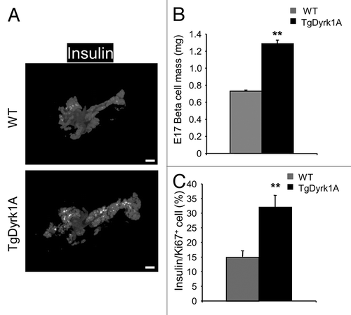 Figure 6. Islet morphometry and proliferation in E17 mBACTgDyrk1A mice. (A) Immunodetection of insulin (white dots) in pancreatic sections of E17 wild-type and mBACTgDyrk1A mice. (B) Quantification of the insulin-stained area in mBACTgDyrk1A compared with wild-type mice. Scale bar: 50 µm. (C) The proliferative index was established following Ki67 and Insulin staining by measurement of at least 500 β cells. Data are mean ± SEM from at least 3 pancreases per condition. **P < 0.01.