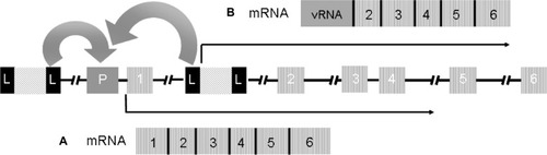 Figure 2 Mechanisms of insertional mutagenesis.Schematic representation of two copies of a provirus integrated upstream the regulatory regions and between exons 1 and 2 of a proto-oncogene. The full-length LTRs in the provirus are represented by black boxes L; P represents the promoter region of the gene; the numbered boxes represent the exons; the arrows represent the orientation of transcription. A) as reported in some of the patients of the SCID-X1 trials, the enhancer elements of the LTR can activate the expression of the proto-oncogene or B) as reported by Bokhoven et al in vitro,Citation80 fusion transcripts of viral RNA and cellular RNA are generated due to aberrant splicing between the splicing donor site downstream of the 5′ LTR and a splicing acceptor site upstream of exon 2 of the proto-oncogene.