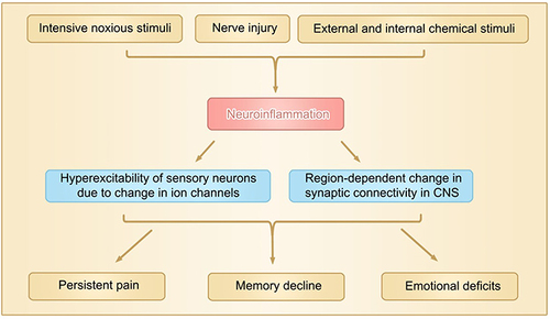 Figure 1 Neuroinflammation produced by various etiological factors plays a central role in functional and structural plastic changes in peripheral and central nervous system, leading to persistent pain, memory decline and emotional deficits. The region-dependent change in synaptic connectivity means differential changes in synaptic connection, such as synaptic connection is enhanced in spinal dorsal horn but reduced in hippocampus in neuropathic pain mice. Over-production of TNF-α is sufficient to induce the change.