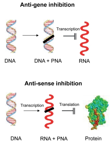 Figure 2 PNA-induced gene inhibition. PNA can bind with DNA leading to anti-gene inhibition, or it can bind with RNA leading to antisence inhition.