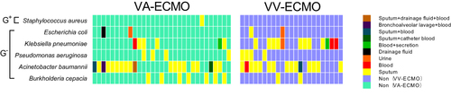 Figure 3 Species and sources of MDR pathogens in ECMO patients. The left part of the figure shows the species and sources of MDR pathogens in VA-ECMO patients. The right part of the figure shows the species and sources of MDR pathogens in VV-ECMO patients. Each column represents a patient with MDR infection and each row the bacterium detected. The pathogens were divided into three categories: GPB (Gram-positive bacteria) and GNB (Gram-negative bacteria). The different colors of blocks represent the source of MDR pathogen. The specific meaning of colors are shown in the color indicator on the right of the figure.