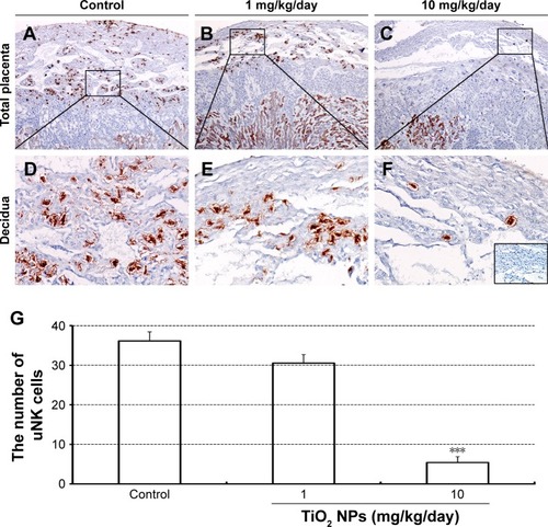 Figure 7 Effect of TiO2 NP exposure on the numbers of uNK cells in placental decidua.Notes: (A–C) DBA lectin staining of whole placental sections collected from animals, which were administered by control (A), 1 (B) and 10 mg/kg/day (C) TiO2 NPs. Boxed areas in A–C were imaged with four-times higher magnification (D–F, respectively). Inset of F shows immunostaining of a negative control section (stained with the addition of 0.1 M N-acetyl-D-galactosamine to the DBA lectin incubation). (G) The numbers of uNK cells in placental decidua of mice on GD 13. Data are presented as the means ± SEM of 6 animals. ***P<0.001 compared with control.Abbreviations: TiO2 NPs, titanium dioxide nanoparticles; GD, gestational day; SEM, standard error of mean.