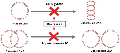 Figure 2 Dual-targeted mechanism of action for besifloxacin.Besifloxacin binds to and inhibits 2 enzymes that are essential for maintaining bacterial DNA in the proper conformation required for DNA transcription into RNA, DNA replication, and bacterial cell division.