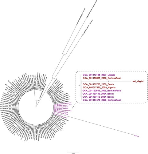 Figure 4. Phylogenetic analysis of the S. Typhi isolate obtained in the present study conducted with sequences from GenBank. The phylogenetic analysis was conducted on the S. Typhi isolate from our study outpatients and on another 105 S. Typhi sequences retrieved from GenBank. The genomes of S. Paratyphi A (GCA000026565), S. Typhimurium (GCA000006945), and S. Enteritidis (GCA000750395) were used as outgroups.