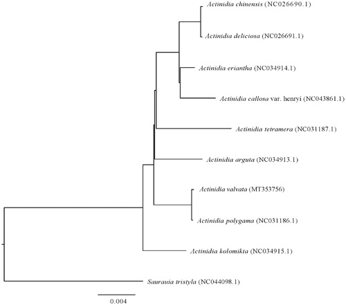 Figure 1. Phylogenetic tree of the complete chloroplast genome sequences from A. valvata and other members of Actinidiaceae.