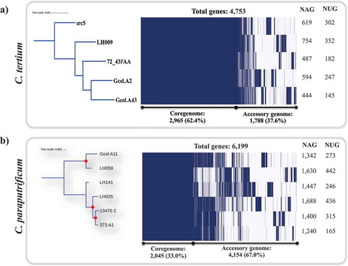 Figure 3. Pan-genome analyses for C. tertium (a) and C. paraputrificum (b) species as determined by Roary [Citation61]. The parameters were defined as follows: Core genes: 99% ≤ strains ≤ 100% -accessory genes (15% ≤ strains < 95%). evolutionary insights between isolates based on the core genome (left panel). The core-genome tree generated was compared with a matrix where the core and accessory genes were either present or absent, which was graphically represented using the ipython roary_plots.py script. The top panel shows the color assignments for the different genes according to their lengths. NAG: number of accessory genes; NUG: number of unique genes. Red dots represent bootstrap values of ≥ 99.0.